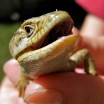 image of alligator_lizard
