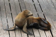 image of sea_lion