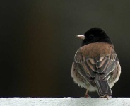 image of junco #28