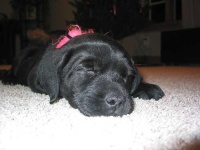 image of labrador_retriever #3