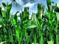 image of corn