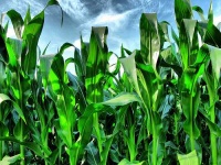 image of corn #7