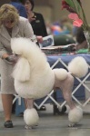 image of standard_poodle