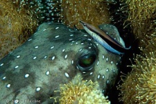 image of puffer