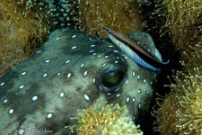 image of puffer #8