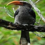 image of bird