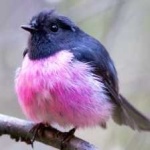 image of bird