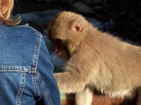 image of macaque
