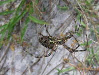 image of black_and_gold_garden_spider #4