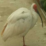 image of asian_crested_ibis #29