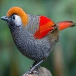 image of bird