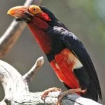 image of bearded_barbet #3