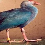 image of bird