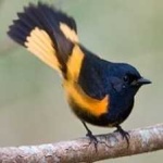 image of american_redstart #33