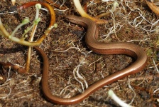 image of thunder_snake