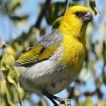 image of bird