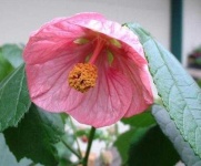 image of flower