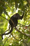 image of howler_monkey