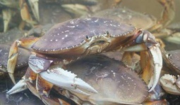 image of dungeness_crab