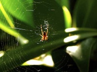 image of black_and_gold_garden_spider #24