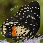 image of animal