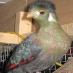 image of bird