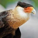 image of bird