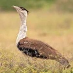 image of indian_bustard #7