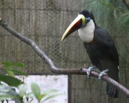 image of toucan