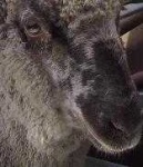 image of animal