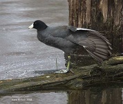 image of american_coot