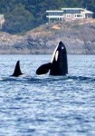 image of killer_whale #7