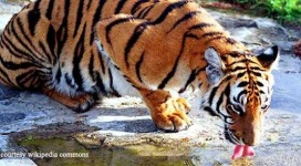 image of animal