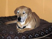 image of animal