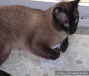 image of siamese_cat #13