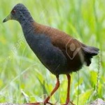 image of bird
