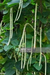 image of string_bean #26