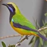 image of bird