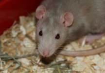 image of rat #13