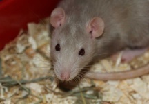 image of animal