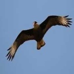 image of bird