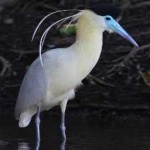 image of bird
