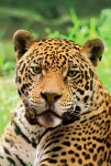 image of jaguar_car