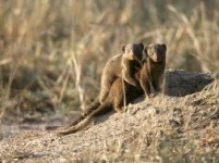 image of mongoose