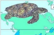 image of hawksbill