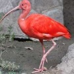 image of bird