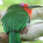image of bird