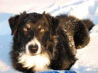 image of border_collie #31