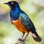 image of bird