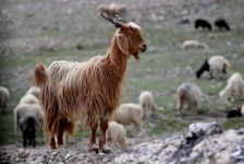 image of animal